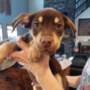 Rikki-Tikki-Tavi