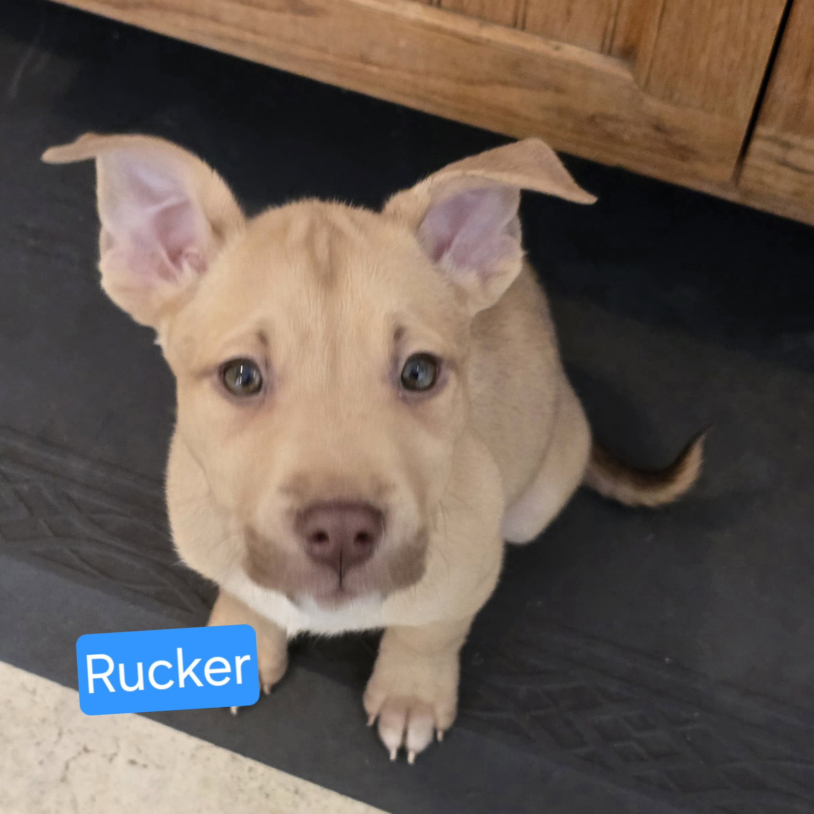 Rucker