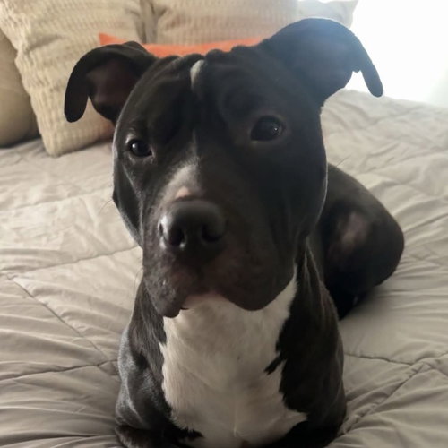 Vector, an adoptable Shar Pei in Fargo, ND