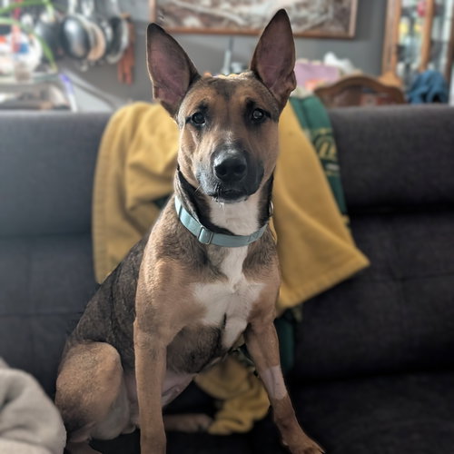 Bebop, an adoptable Shepherd in Fargo, ND