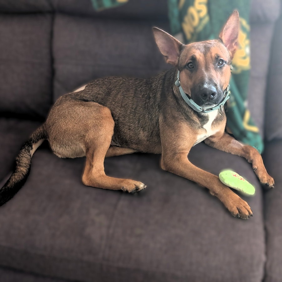 Bebop