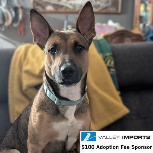 Bebop, an adoptable Shepherd in Fargo, ND