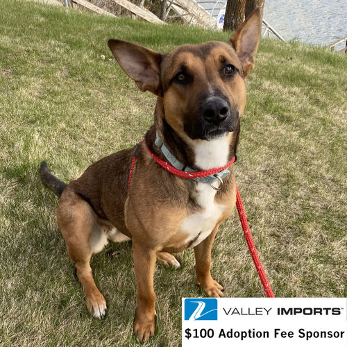 Bebop, an adoptable Shepherd in Fargo, ND