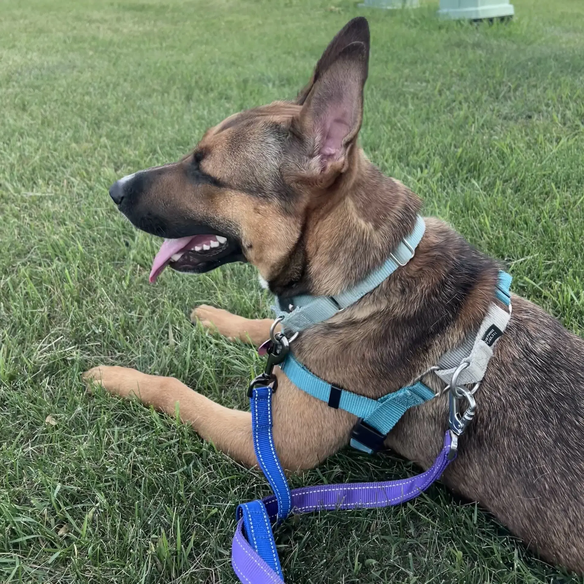 Bebop - Shepherd