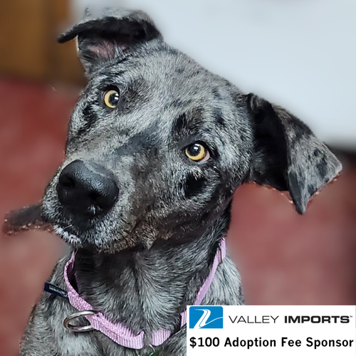 Valkyrie, an adoptable Catahoula Leopard Dog in Fargo, ND