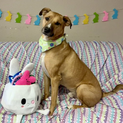 Pika, an adoptable Pit Bull Terrier in Fargo, ND