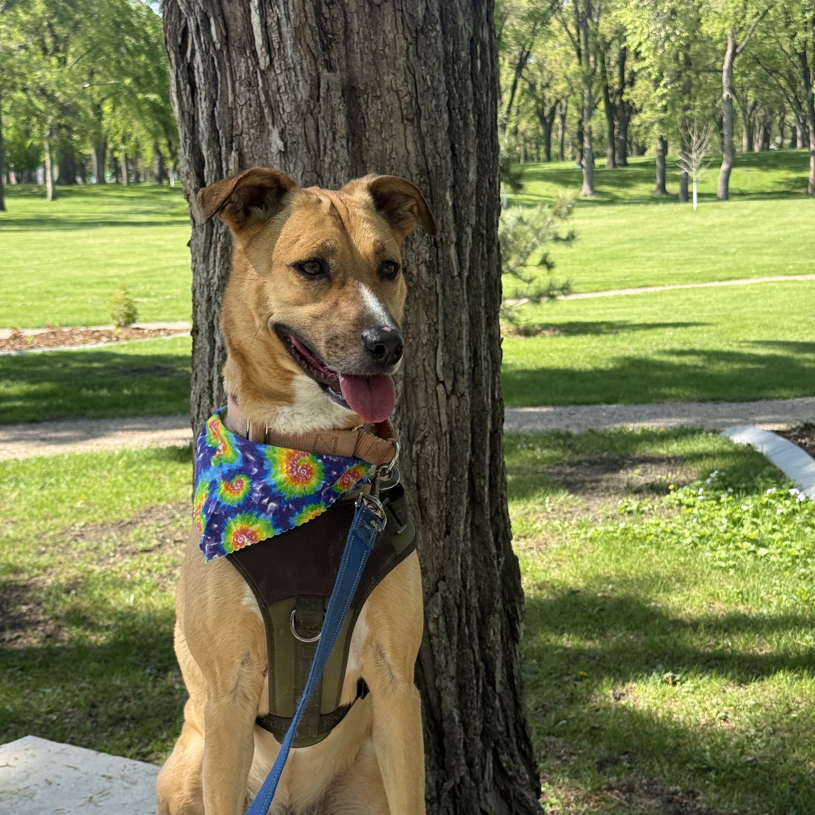 Pika, photo 25