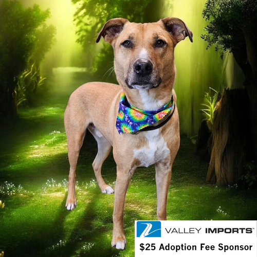 Pika, an adoptable Pit Bull Terrier in Fargo, ND