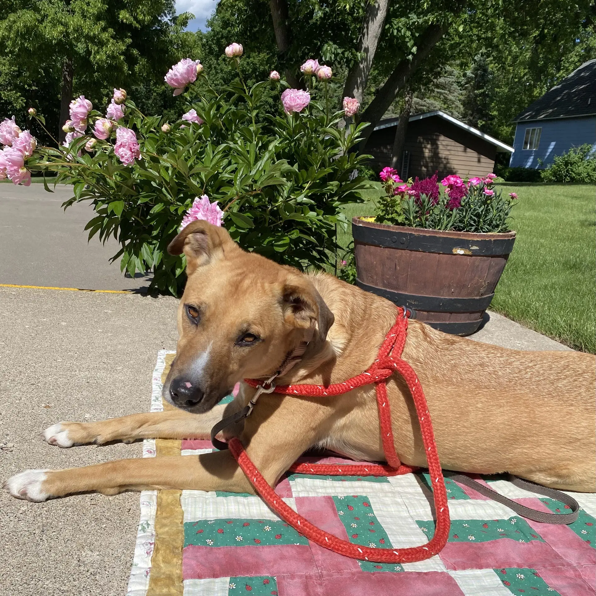 Pika - Pit Bull Terrier