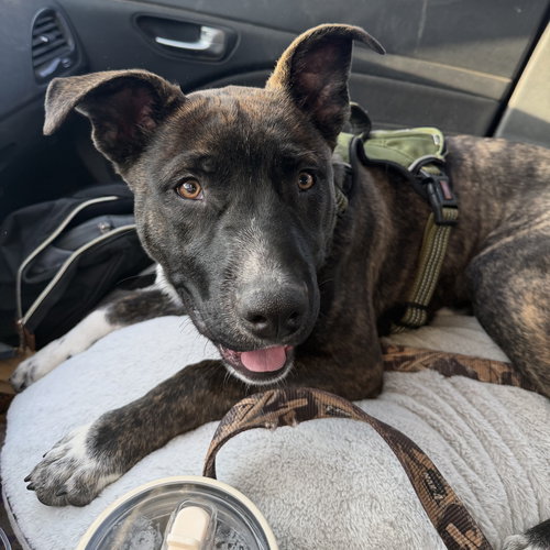 Mr Kading, an adoptable Pit Bull Terrier in Fargo, ND