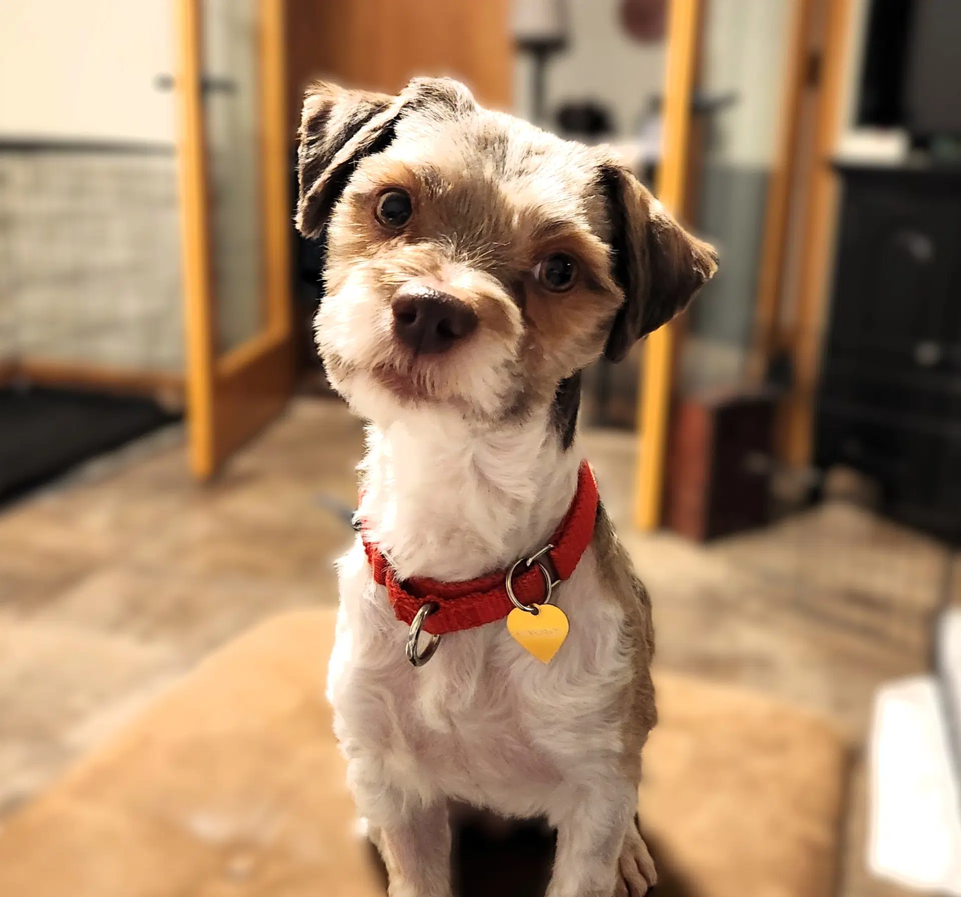 Gerard - Miniature Schnauzer