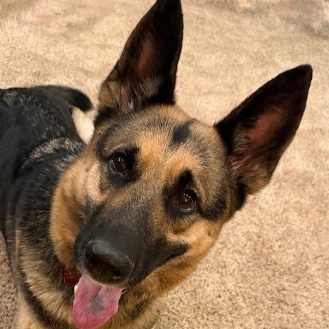 Rock Steady, an adoptable German Shepherd Dog in Fargo, ND
