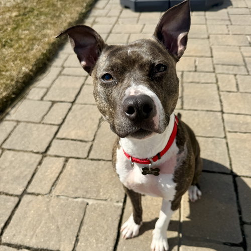 Florabelle, an adoptable Pit Bull Terrier in Fargo, ND
