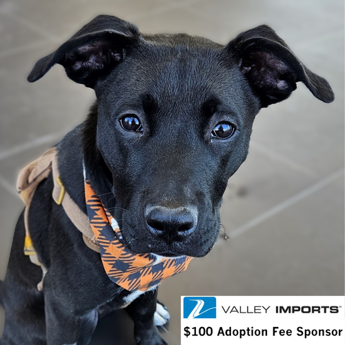 Miggy, an adoptable Labrador Retriever in Fargo, ND