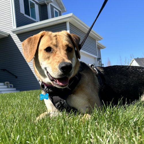 Chai, an adoptable Shepherd in Fargo, ND