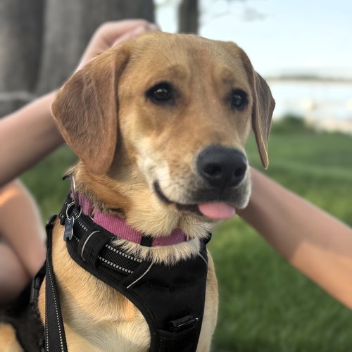 Chai, an adoptable Shepherd in Fargo, ND