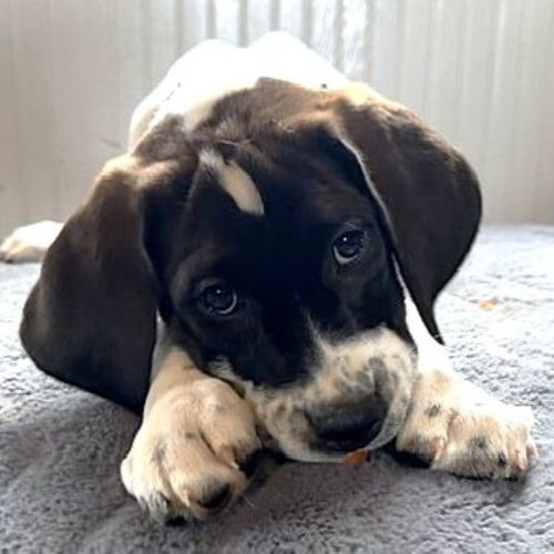 Walkman, an adoptable Retriever in Fargo, ND