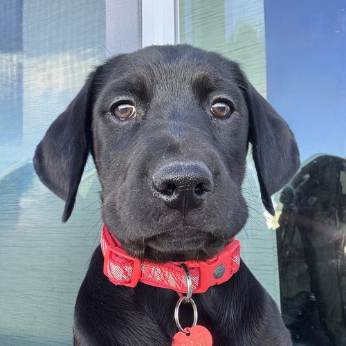Pager, an adoptable Retriever in Fargo, ND