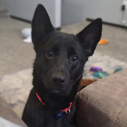 Fable, an adoptable Border Collie in Fargo, ND