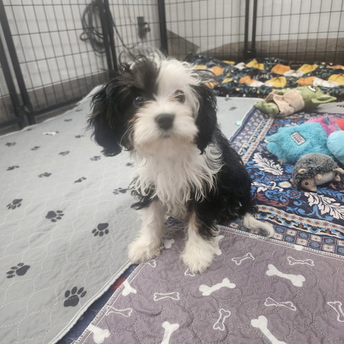 Pop, an adoptable Cavalier King Charles Spaniel in Fargo, ND