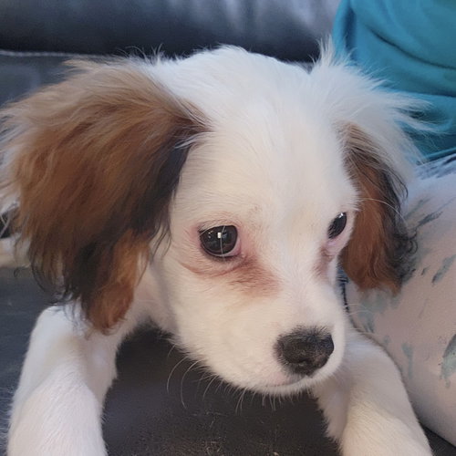 Snap, an adoptable Cavalier King Charles Spaniel in Fargo, ND