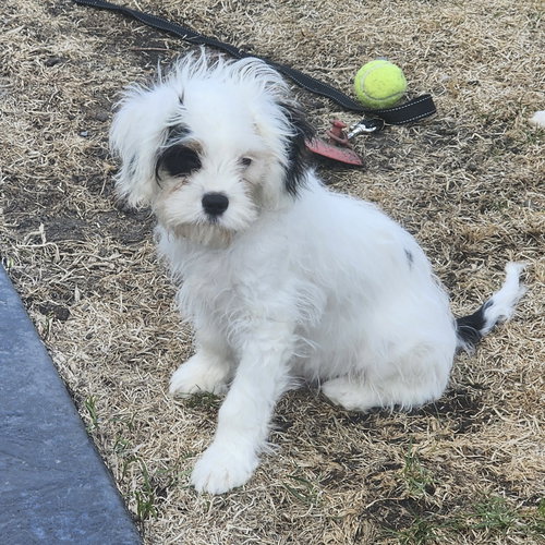 Crackle, an adoptable Cavalier King Charles Spaniel in Fargo, ND