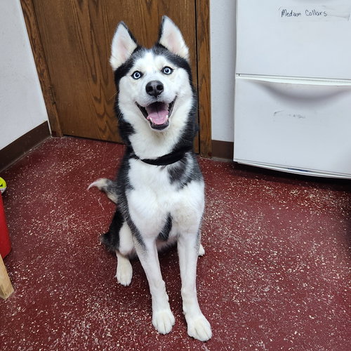 Leffingwell, an adoptable Husky in Fargo, ND