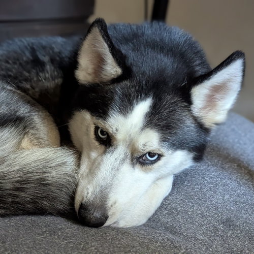 Leffingwell, an adoptable Husky in Fargo, ND