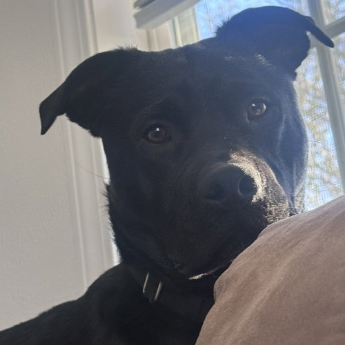 Dale Doback, an adoptable Pit Bull Terrier in Fargo, ND