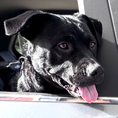 Dale Doback, an adoptable Pit Bull Terrier in Fargo, ND