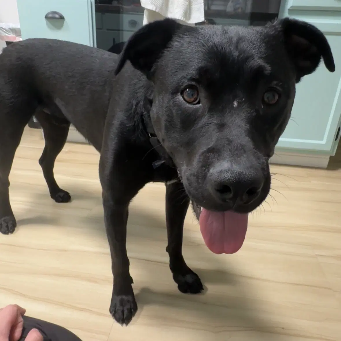 Dale Doback - Pit Bull Terrier