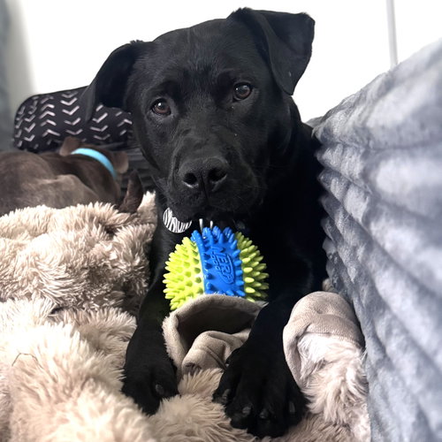 Dale Doback, an adoptable Pit Bull Terrier in Fargo, ND
