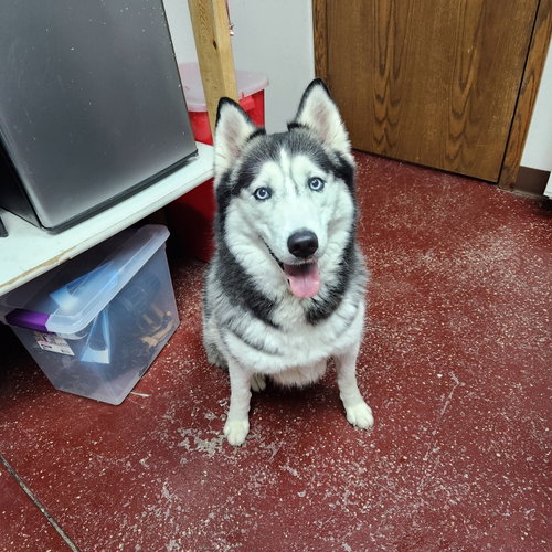 Amy Lee, an adoptable Husky in Fargo, ND