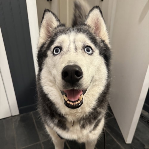 Amy Lee, an adoptable Husky in Fargo, ND
