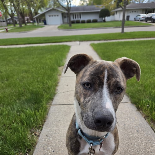 Kaiyah
