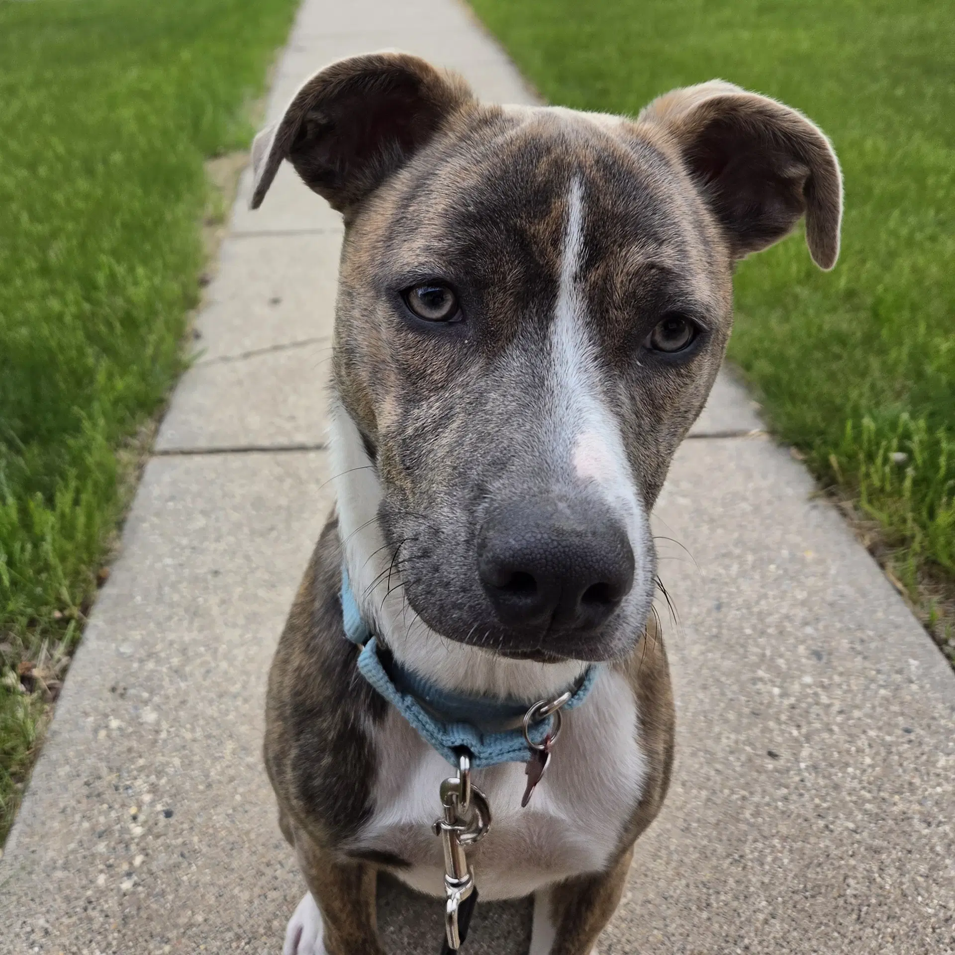 Kaiyah - Pit Bull Terrier