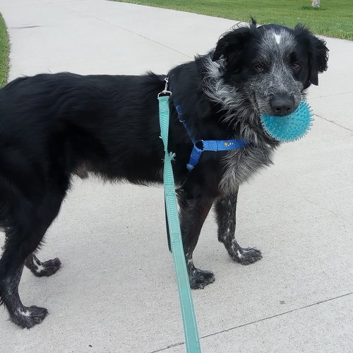 Hermes, an adoptable Setter in Fargo, ND