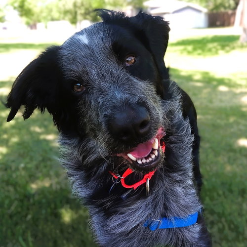 Hermes, an adoptable Setter in Fargo, ND