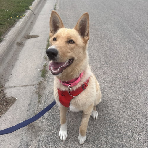 Belinda, an adoptable Shepherd in Fargo, ND