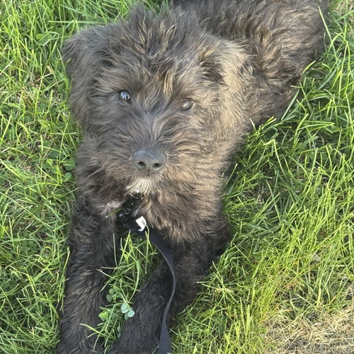 Rooster, an adoptable Terrier in Fargo, ND