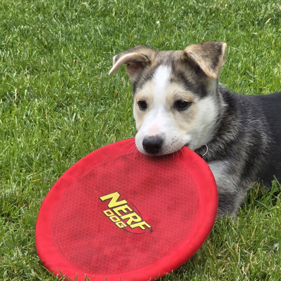 Kojak, photo 25