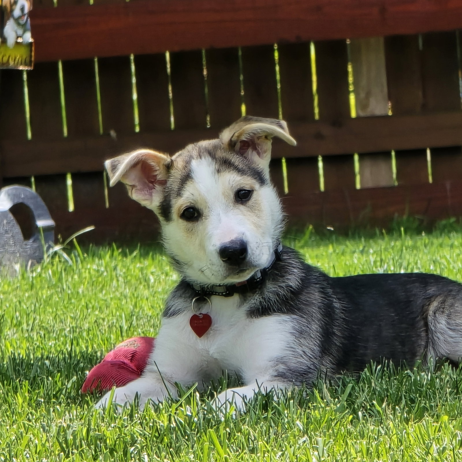 Kojak, photo 20