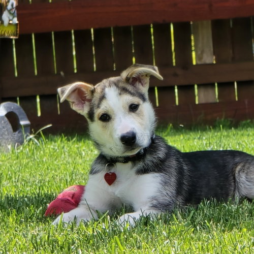 Kojak, an adoptable Husky in Fargo, ND