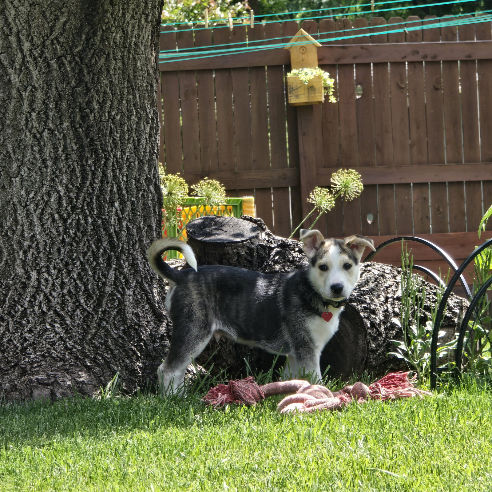 Kojak, photo 23
