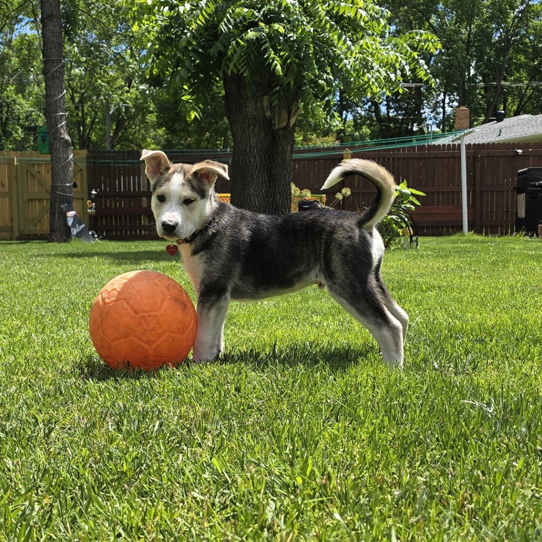 Kojak, photo 21