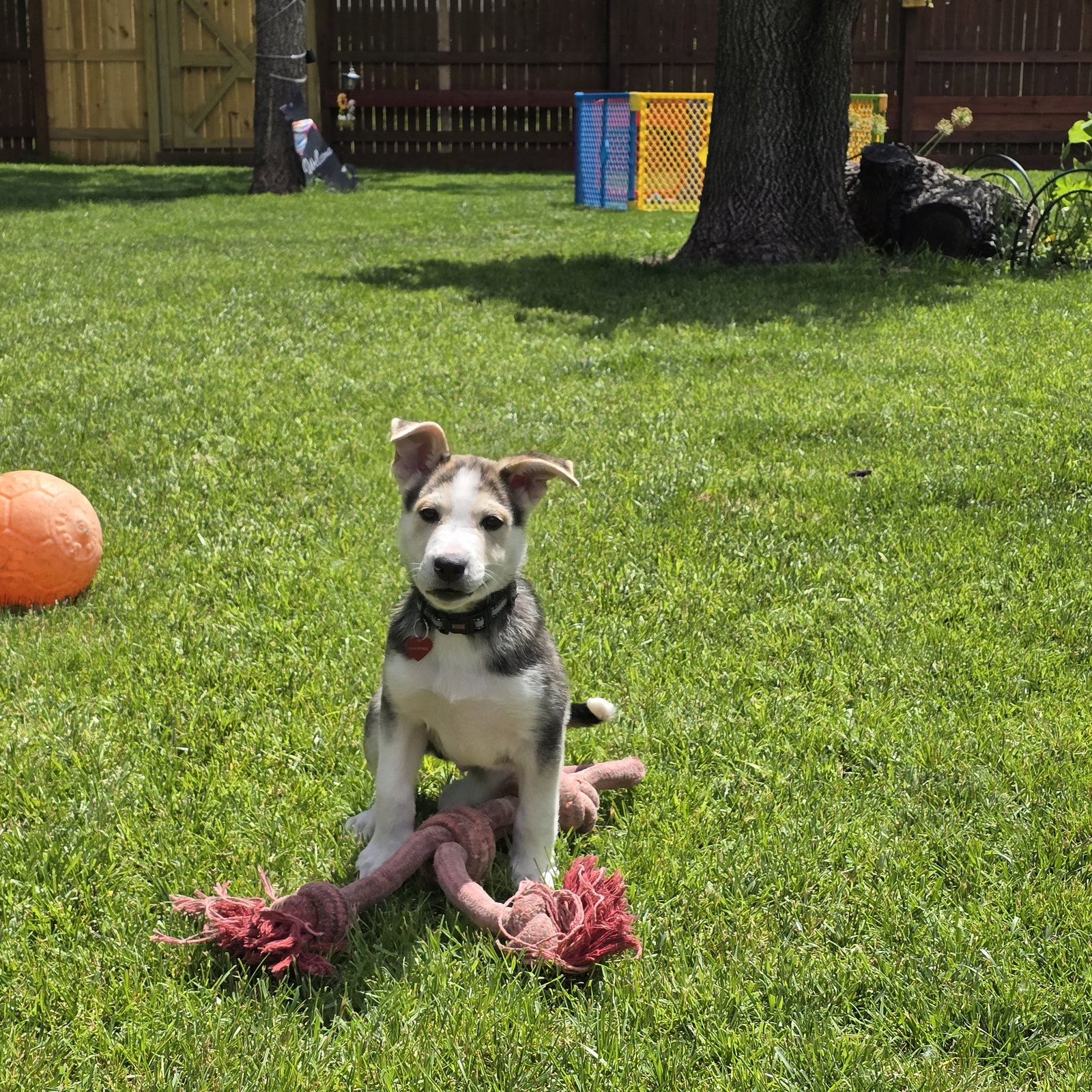 Kojak, photo 22