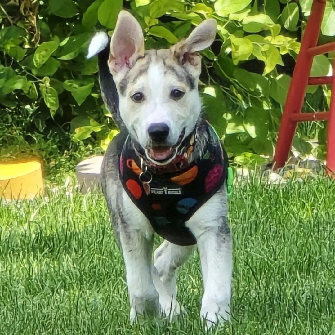 Kojak image 3