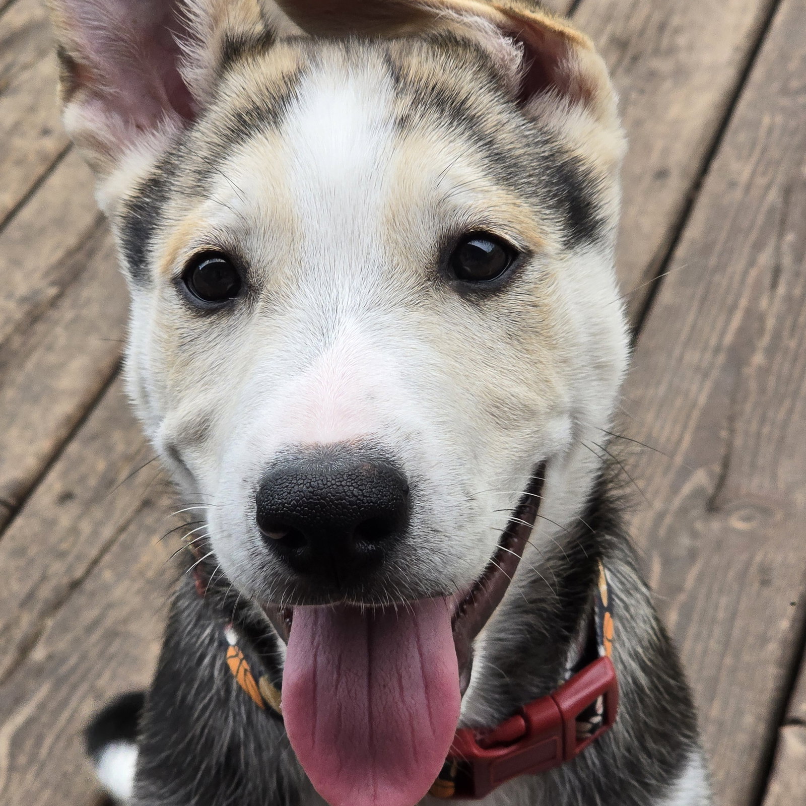 Kojak, photo 19