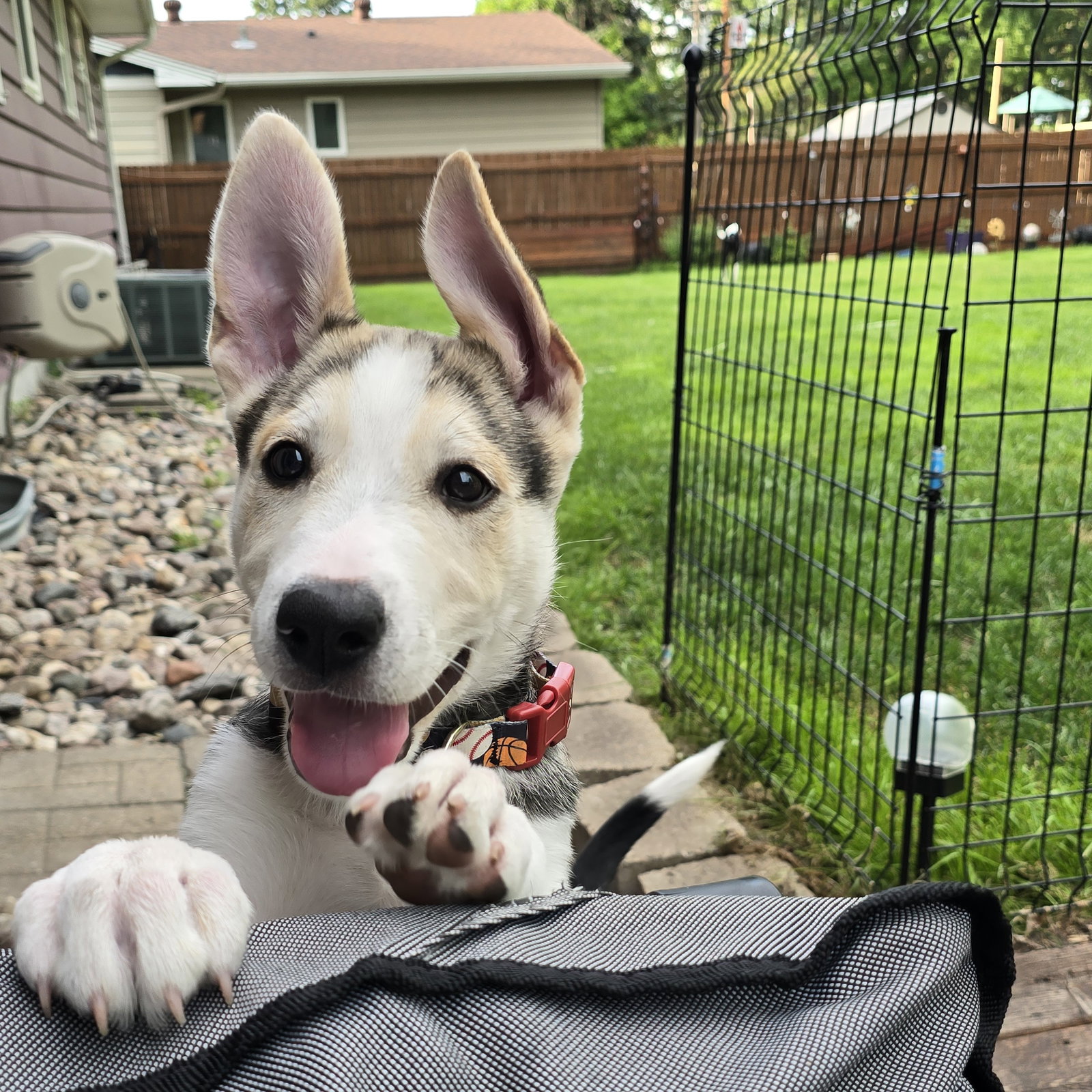 Kojak, photo 16