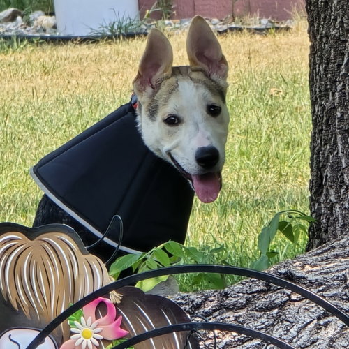 Photo 4 of Kojak